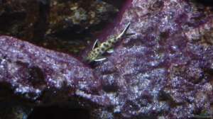 Synodontis Petricola dwarf 23.02.2014