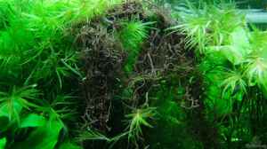 Interessant ist diese Rotalge (vermutlich Thorea s