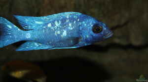 Placidochromis sp. "phenochilus tanzania" lupingu 