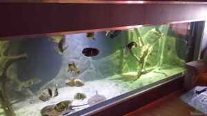 Aquarium 