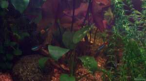 Afrikanisches Zwergspeerblatt (Anubias barteri var