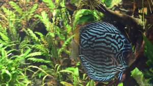 Bild aus dem Beispiel Diskus Naturaquarium von Frank Chelaifa