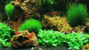 Aquascaping leicht gemacht !!!