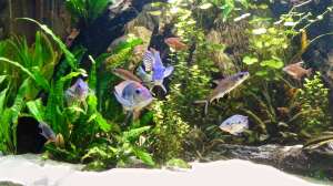 Bild aus dem Beispiel Becken 31217 von Aqua Alex
