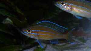 Paracyprichromis nigripinnis "blue neon"