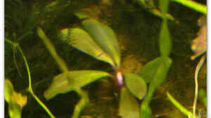 Bucephalandra sp. ´braun/rot´