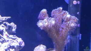 Stylophora pistillata - Griffelkoralle
