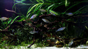 Bild aus dem Beispiel Driftwood von wsc