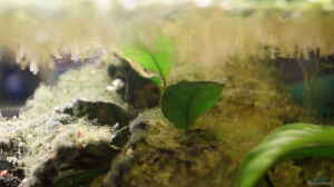 Bild aus dem Beispiel Neolamprologus Multifasciatus von Raphi