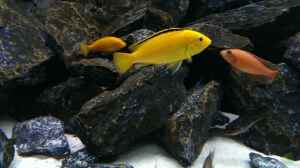 Labidochromis Yellow