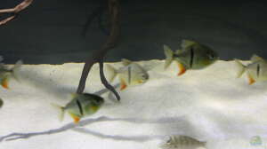 Bild aus dem Beispiel Fluss-Monster (Nur noch als Beispiel) von Bernd N.