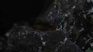 Labidochromis Mbamba Bay ca. 3cm
