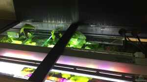 LED-Beleuchtung