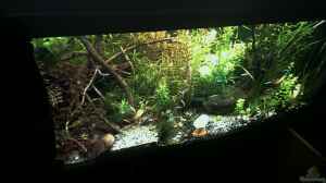 Aquarium:  Hauptansicht vom Tropenjuwel