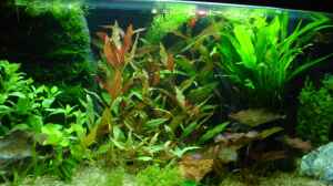 Bild aus dem Beispiel Becken 3650 von Sabine Stark