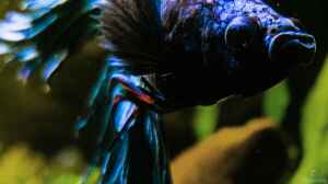Betta Splendens CT "Hetfield" 