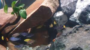 Bild aus dem Beispiel Malawi Tank von EliJac