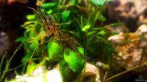 Bild aus dem Beispiel Mystische  Waldquelle von Alexander Deepocean