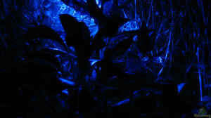Mondlicht