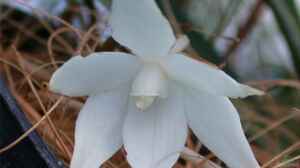 Aerangis biloba
