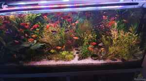 Mein 2. Aquarium