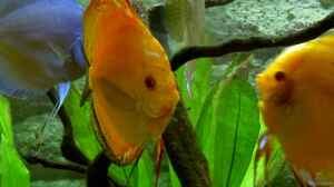 Fische im Aug. 2007
