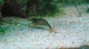Amano Weibchen