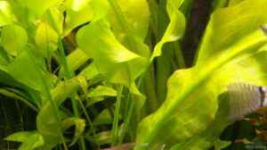 Bild aus dem Beispiel Becken 8880 von Nadine Wilmer