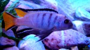 Pseudotropheus Elongauts Mpanga