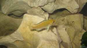 Yellow weibchen