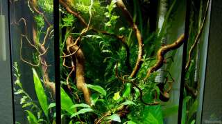 Aquariumfische