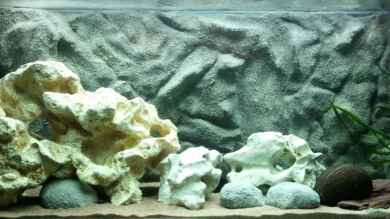 Becken 18794 von Roman Cavelty