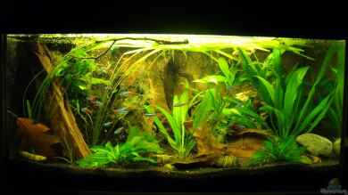 Pflanzen da rein Tank von PH Neutral