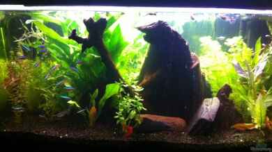 Hauptaquarium von Royal Flush
