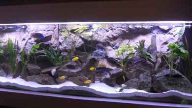 900l Mbuna-Becken von Bandito76