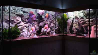 Diskus Aquarium L-Form von Daniel O.