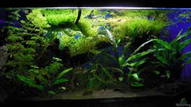 Endler's Paradise von Bandito76