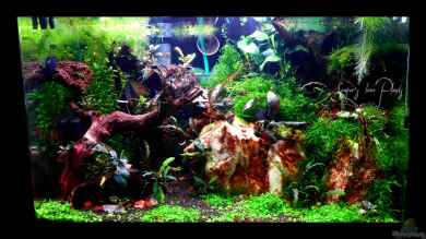 Bucetank von Scaper´s love Plants
