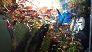 Betta Fred's Schwarzwasser Revier von Michael Müller