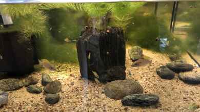 Neolamprologus caudopunctatus von Helga Kury