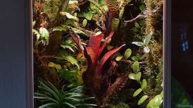 Tiny Jungle von Junglist