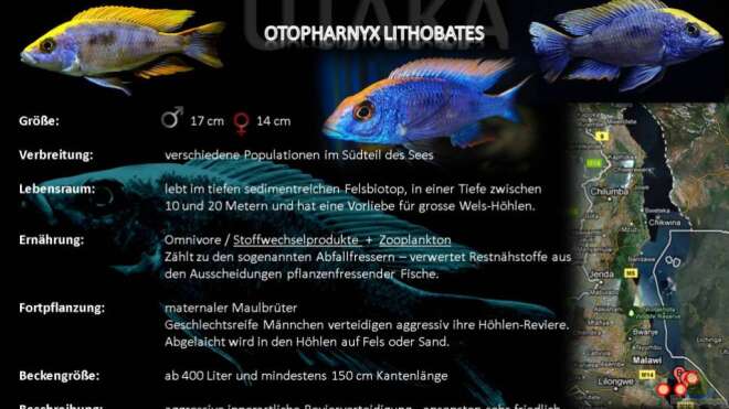 Artentafel - Otopharnyx lithobates