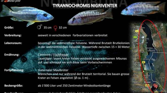 Artentafel - Tyrannochromis nigriventer