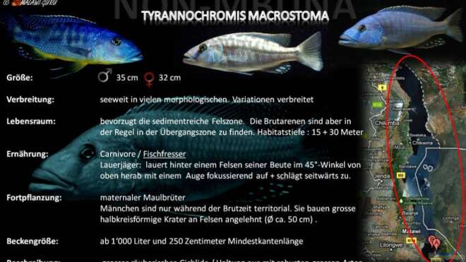 Artentafel -Tyrannochromis macrostoma