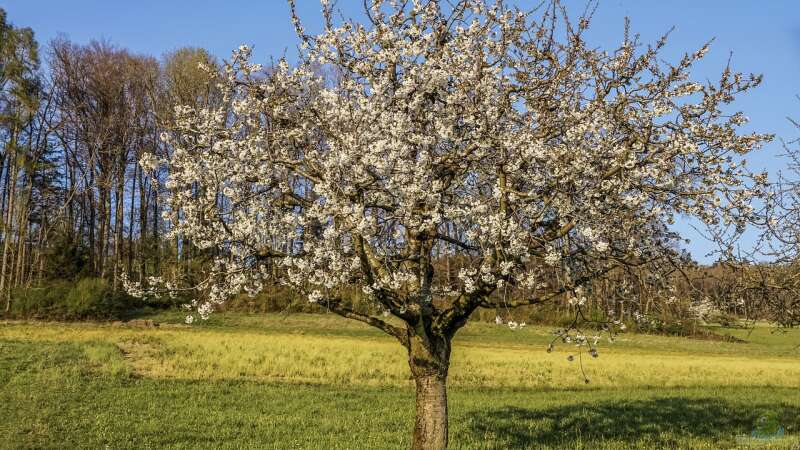 Der Lebenszyklus von Obstbäumen: Wann ist es Zeit für einen Ersatz?