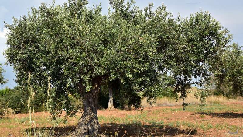 Obstbäume im Klimawandel