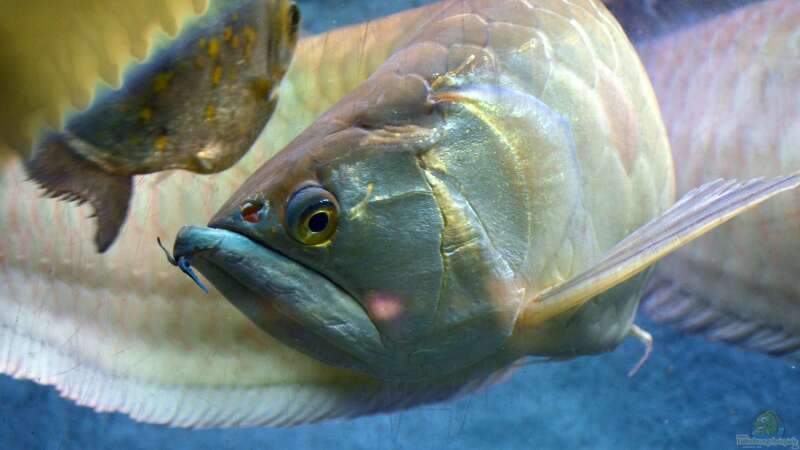 Arowanas halten: So richtest du das Aquarium richtig ein