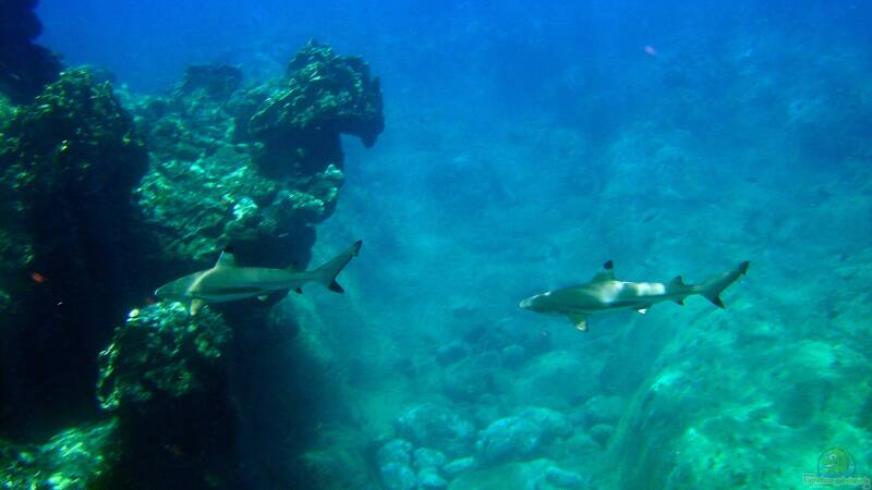 Das Devon-Zeitalter - Die Blütezeit der Fische und der Weg an Land