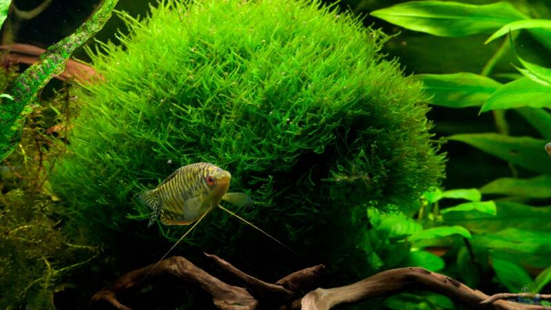Vom Wasser an Land – Der große Schritt der Evolution