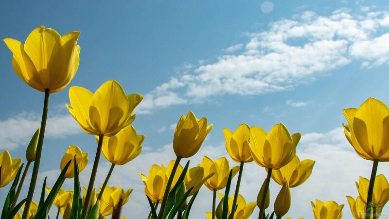 Warum sind Tulpen bei Gartenliebhabern so beliebt?